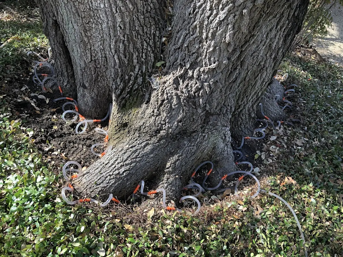 Detailed Tree Cabling and Bracing job site in West Liberty