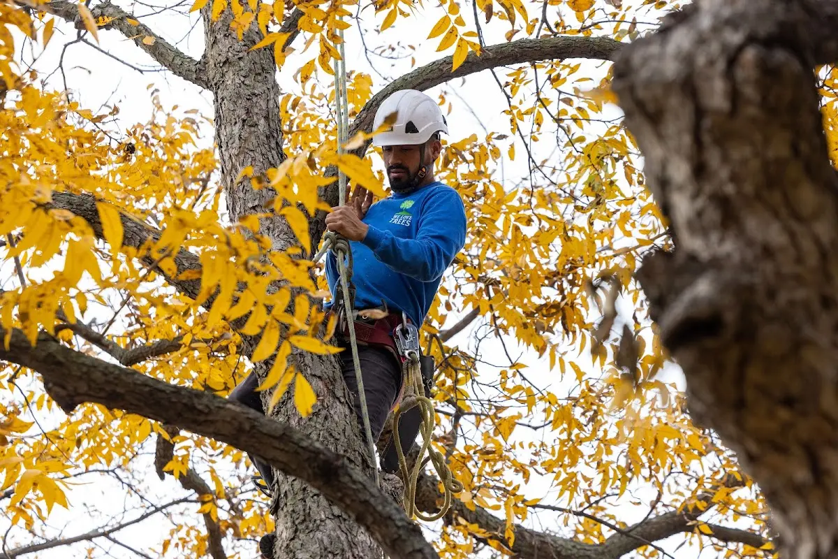 Skilled Tree Pruning crew working in West Liberty